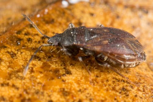 Drymus brunneus